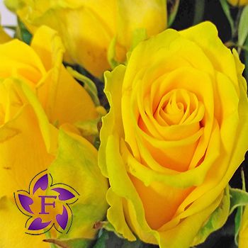 Yellow roses with delivery Buy 21 roses with delivery