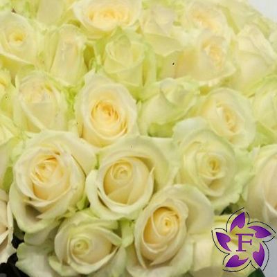 51 біла троянда Одеса 