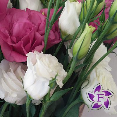 Купити еустоми в Одесі   букети еустом