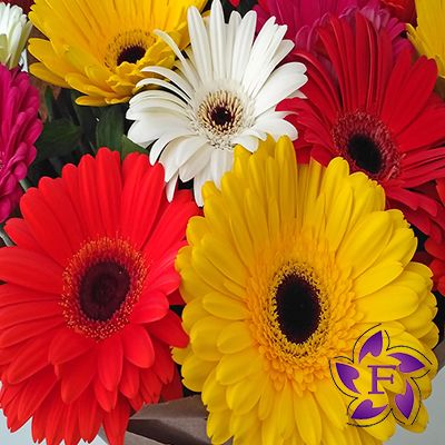 Букети з гербер фото   Букети з гербер