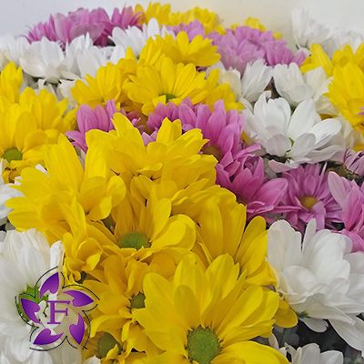  Bouquets of chrysanthemums Odessa