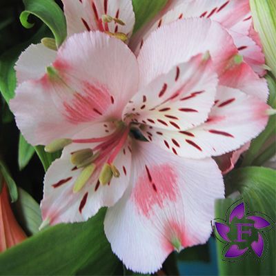 Photos of alstroemeria