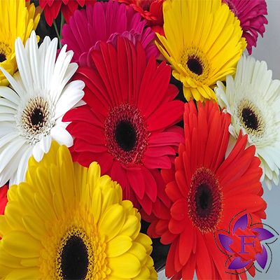 Замовити букет гербер  Герберы в Одессе