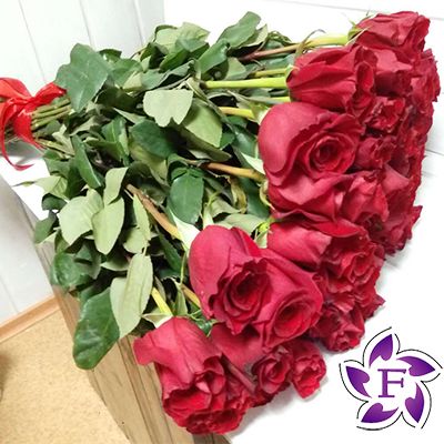 Розы из Голландии