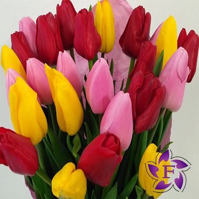 Bouquet of tulips with delivery   Buy tulips in a box