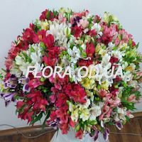 Большой букет из 101 альстромерии - Фото 1