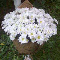 Bouquet of 17 chamomile flowers - Photo 1