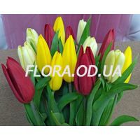 Tulips by the piece - Photo 3