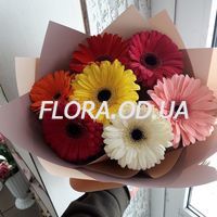 Букет 7 разноцветных гербер - Фото 2