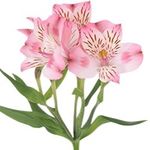 Альстромерии