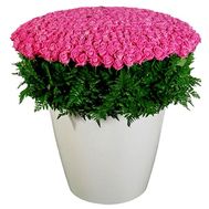 501 pink roses 60 cm