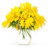 9 branches of mimosa