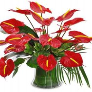 Bouquet of 21 Anturium