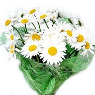 Букет з 25 ромашкових хризантем