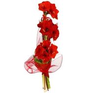 Bouquet of 3 Amaryllis