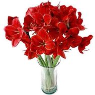 Букет из 7 амариллисов