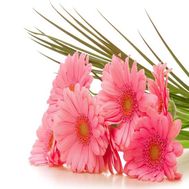 Букет з 7 гербер