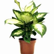 Dieffenbachia