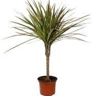 Dracaena