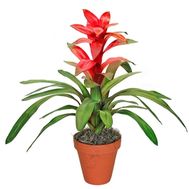 Guzmania