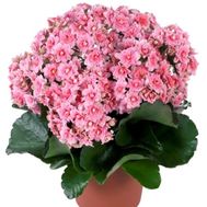 Kalanchoe