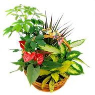 Basket of houseplants