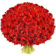 A huge bouquet of amaryllis