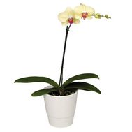 Орхідея Фаленопсис жовта