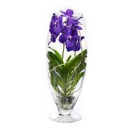 Wandas orchid in a flask