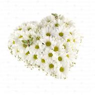 Heart of 15 chamomile chrysanthemums