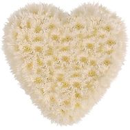 Heart of 25 Chrysanthemums