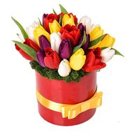 Яскравий букет з 25 тюльпанів в коробці