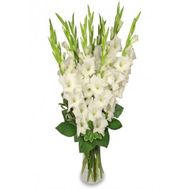 Букет из 15 белых гладиолусов