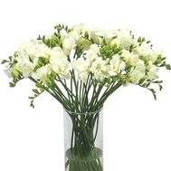 Букет з 35 білих фрезій