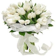 Букет из 35 белых тюльпанов