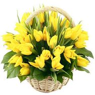 Bouquet of 45 yellow tulips
