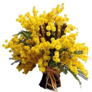 Bouquet of mimosa