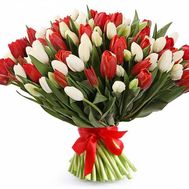 101 white and red tulips