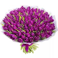101 purple tulips