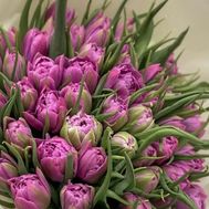 Peony tulips by the piece