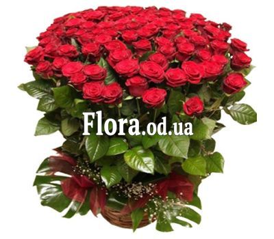 101 червона троянда 80 см 101 червона троянда 80 см