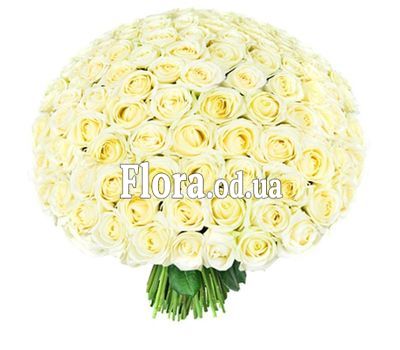 201 white roses 60 cm