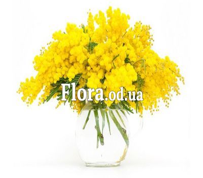 9 гілок мімози 9 гілок мімози