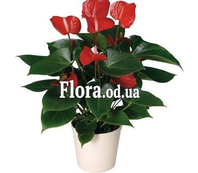 Anthurium