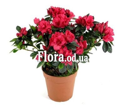 Азалія Азалія