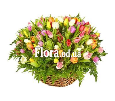 Букет из 201 тюльпана