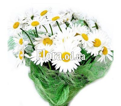 Bouquet of 25 chamomile flowers