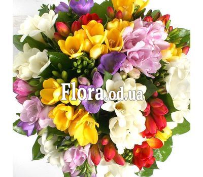 Букет з 35 фрезій