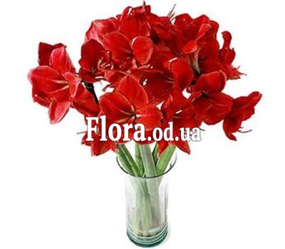 Bouquet of 7 Amaryllis Bouquet of 7 Amaryllis