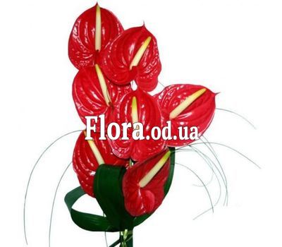 Bouquet of 7 anthuriums Bouquet of 7 anthuriums